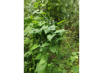 Schmerwurz (Dioscorea communis) - © Bernard Wieser